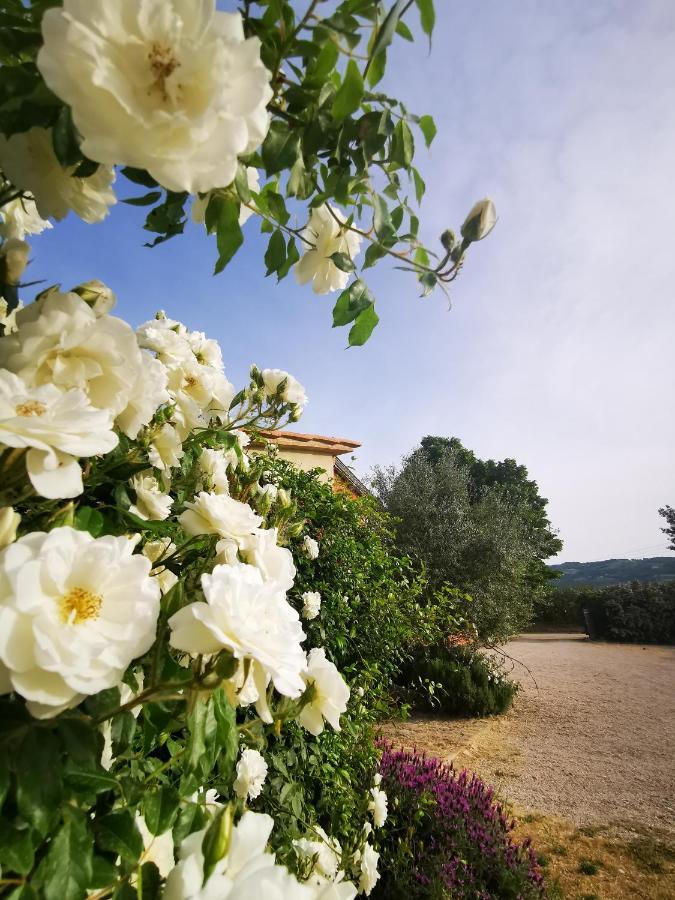 La Casa Dei Tigli Bed and Breakfast Cannara Eksteriør billede